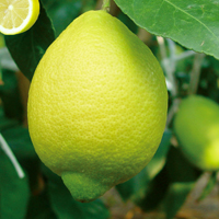 제주레몬( Lemon)