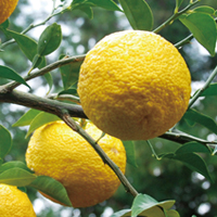 (, Citron, Citrus junos Tanaka) 