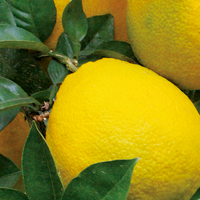 ֵ(, , Citrus grandis OSBEK)
