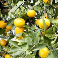ֱݱ(й, Kumquat)